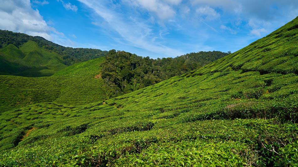 Malaysia Tea Plantations Sky